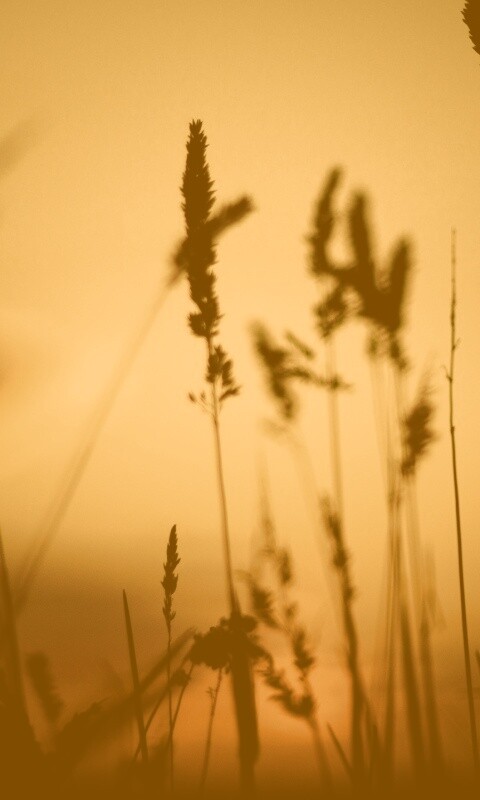 Дыхание природы обои