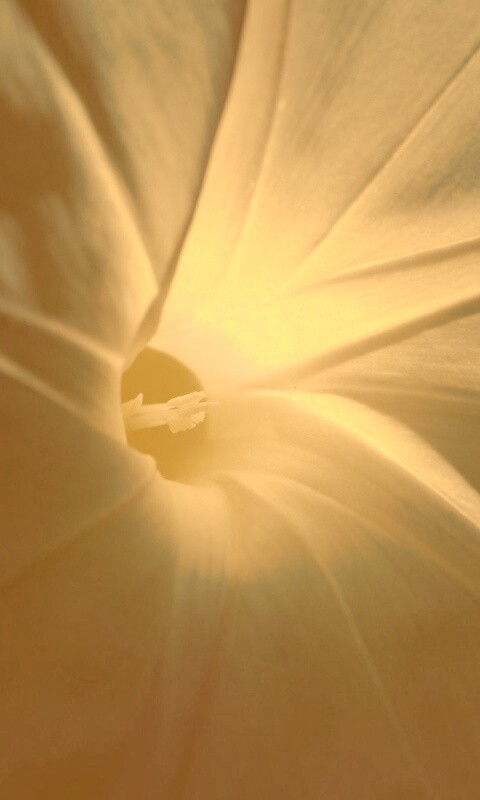 Нежный голубой цветок обои