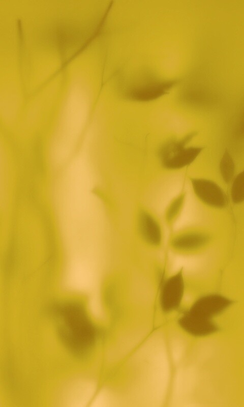 Зелень за стеклом обои