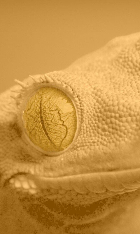 Ящерка обои