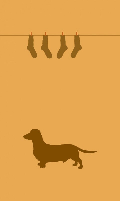 Такса и носки обои