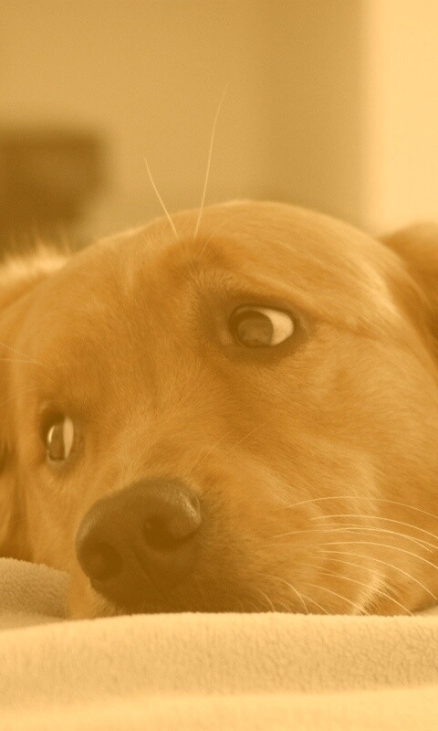 Лабрадор-ретривер обои