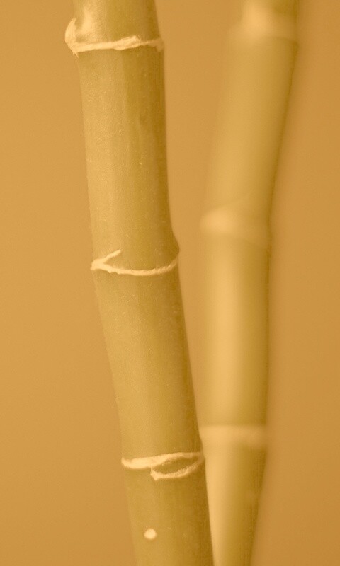 Макро фото стебля бамбука обои