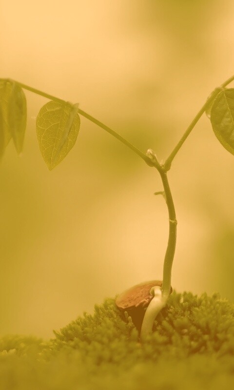 Молодой росток обои