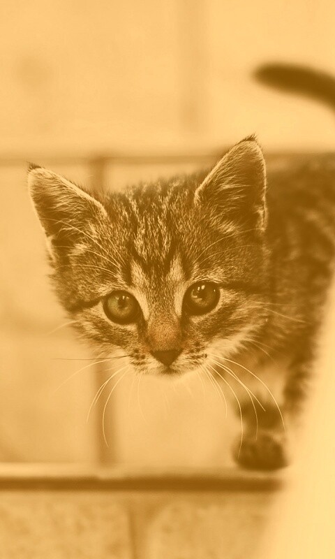 Коётнок выглядвает обои