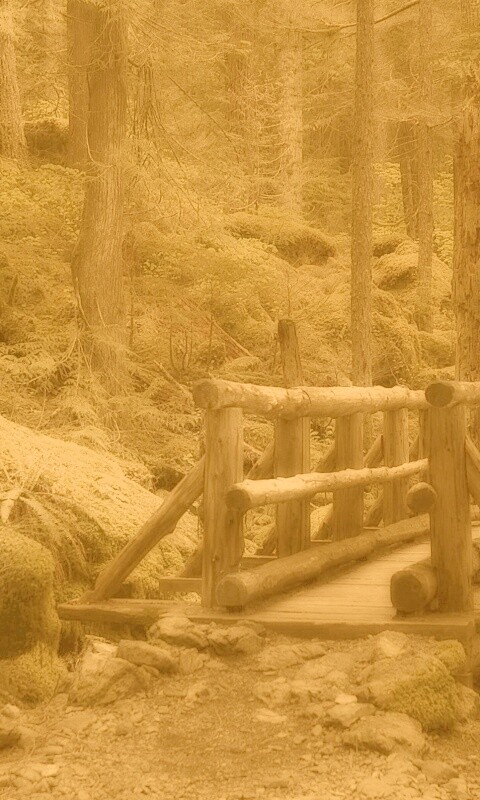 Бревенчатый мост в лесу обои