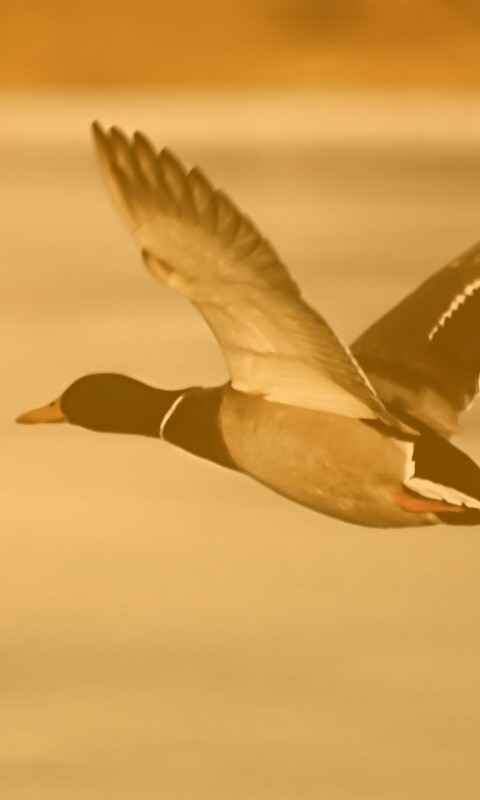 Полёт утки обои