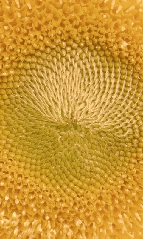 Недозревший подсолнух обои