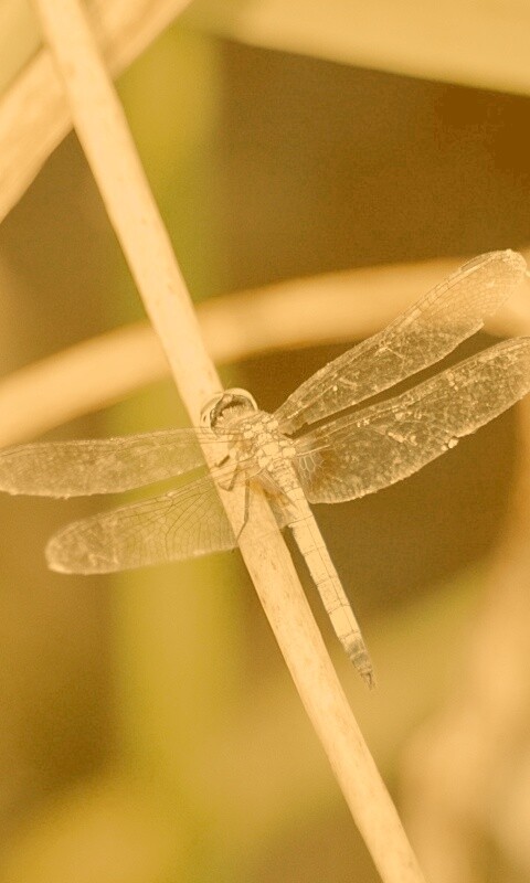 Стрекоза на тарвинке обои