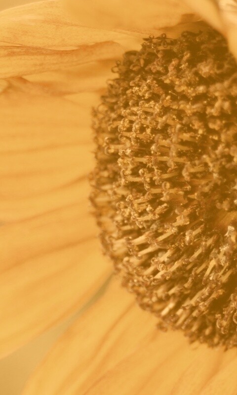 Подсолхну осенью обои