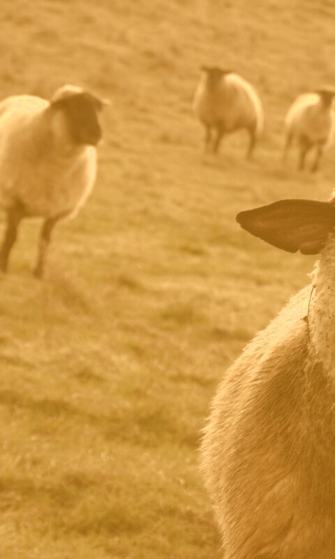 Овцы на пастбище обои