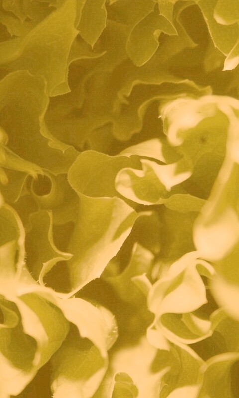 Зеленая листва обои