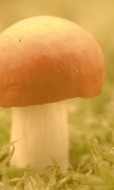 Грибок с красной шапкой обои