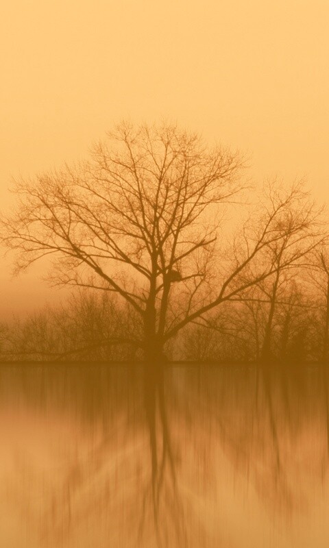 Деревья при закате обои