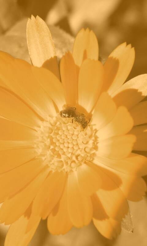 Оса на цветке обои