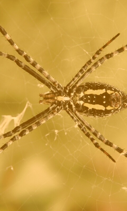 Огромный паук обои