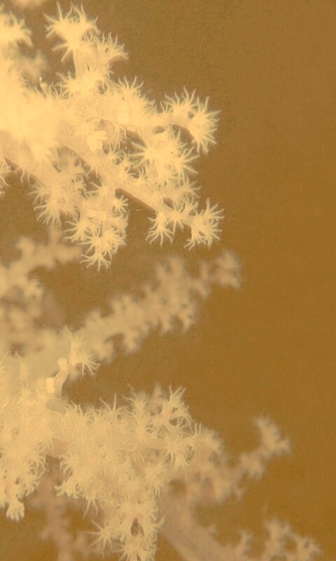 Кораллы обои