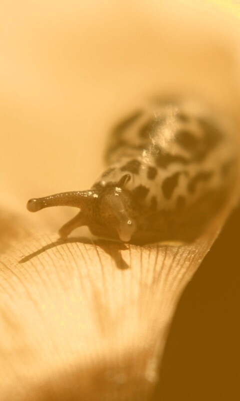 Ползущая улитка обои