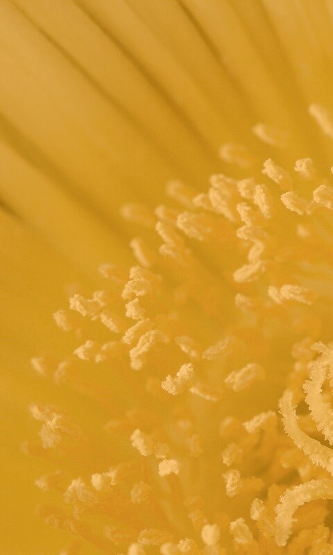 Желтый цветок обои