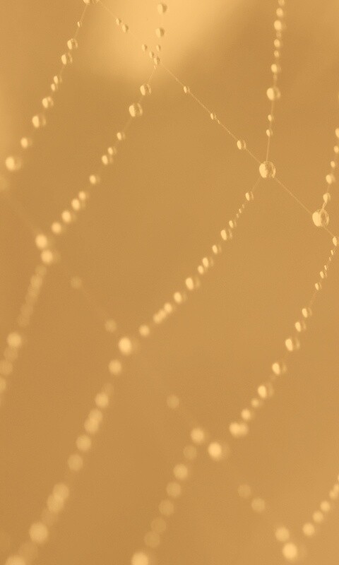 Паучья сеть обои