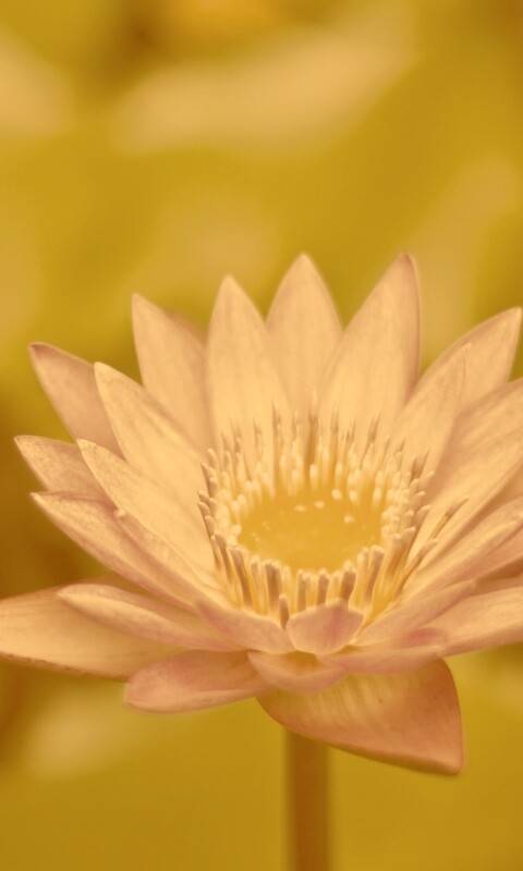 Фиолетовый цветок обои