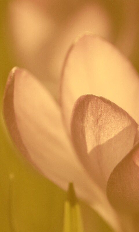 Фиолетовый крокус обои