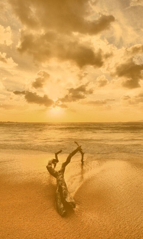 Коряга на пляже обои