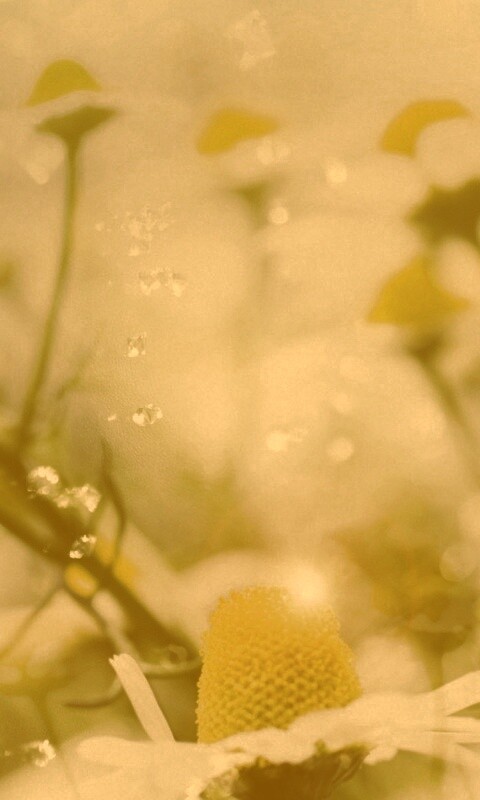 Летние цветы в лучах света обои