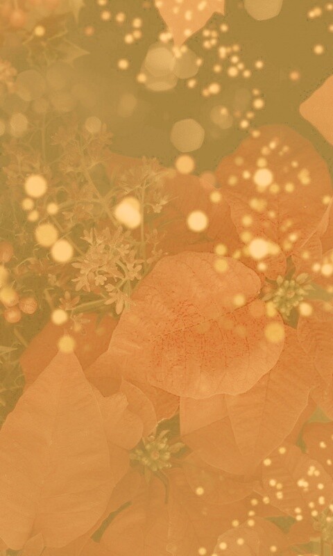 Бархатные лепестки обои