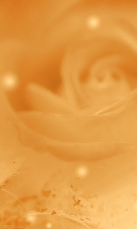 Туманная роза обои