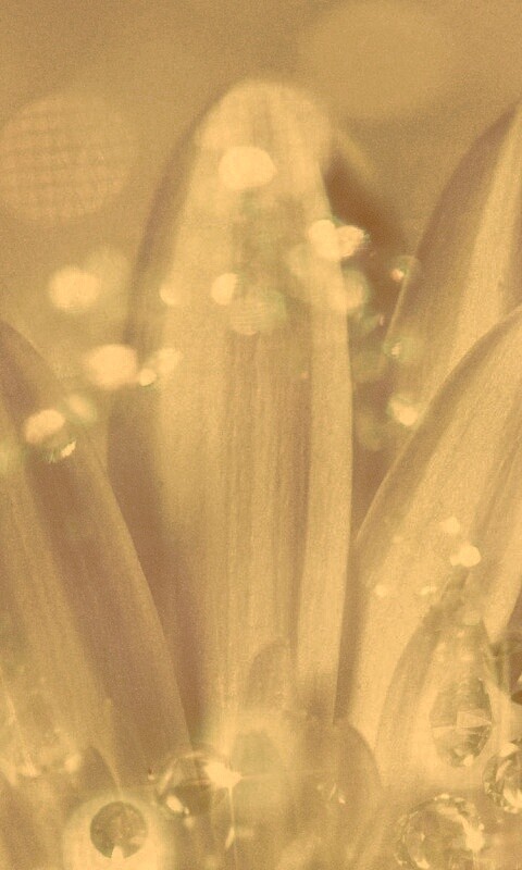 Белые лепестки обои