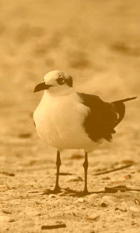 Важная чайка обои