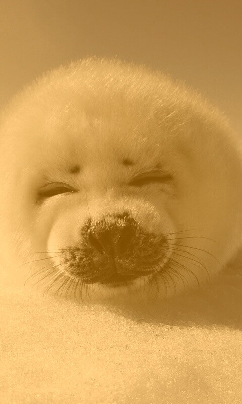 Тюлень-колобок обои