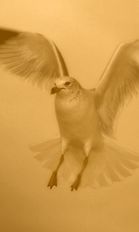 Гордая белая птица обои