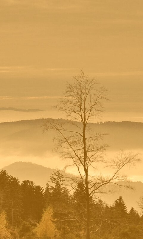 Холмы в тумане обои