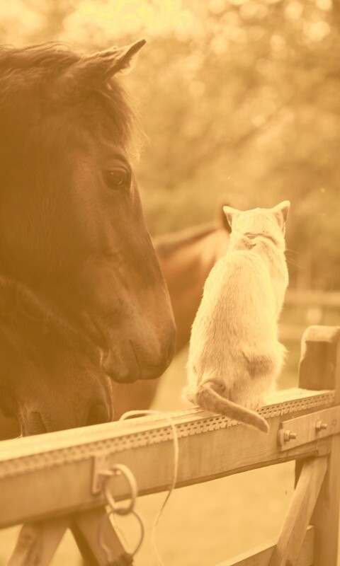 Друзья обои