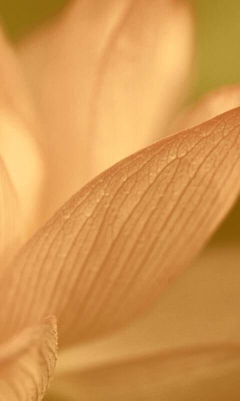 Лепестки цветов обои