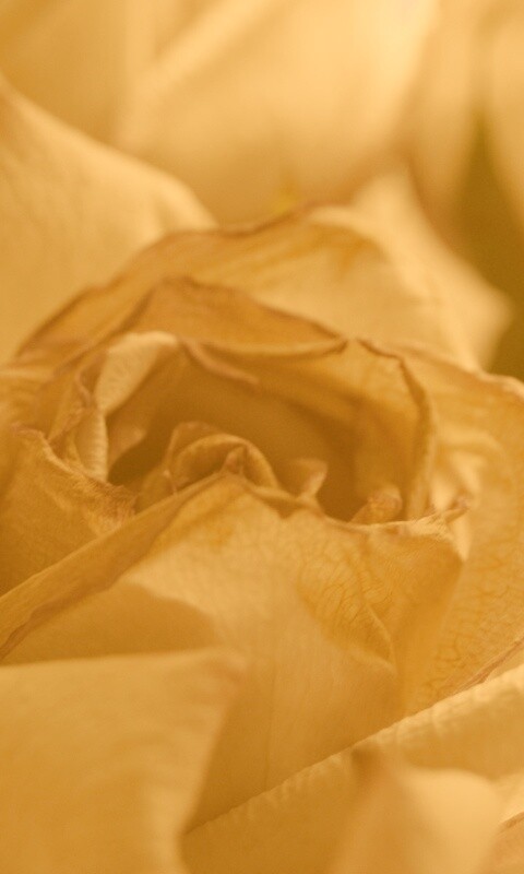 Увядающая роза обои