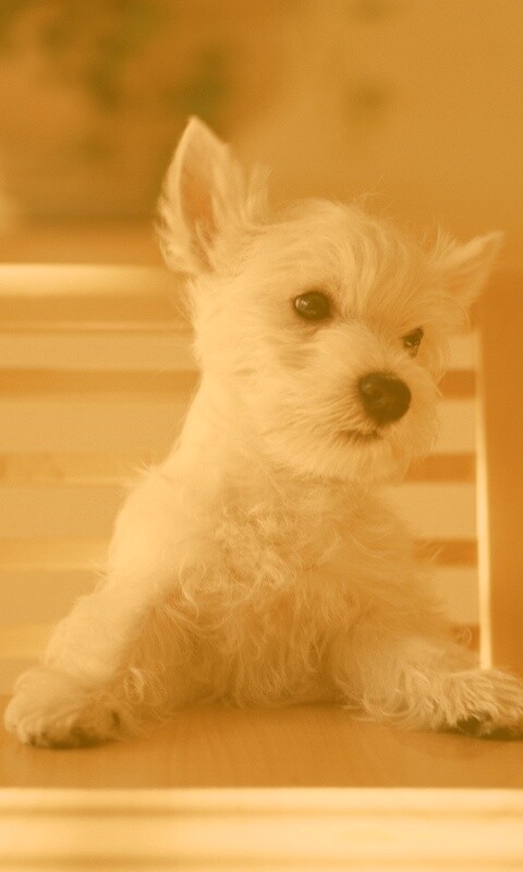 Щенок на стуле обои