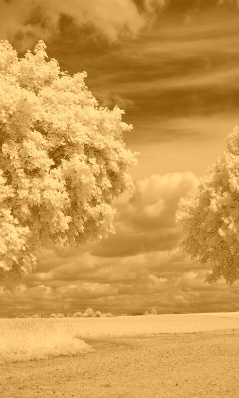 Деревья в цвету обои