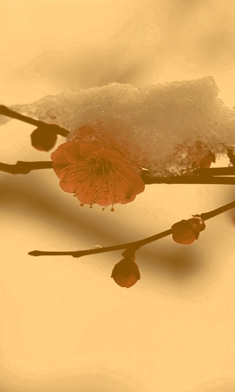 Цветы под снегом обои