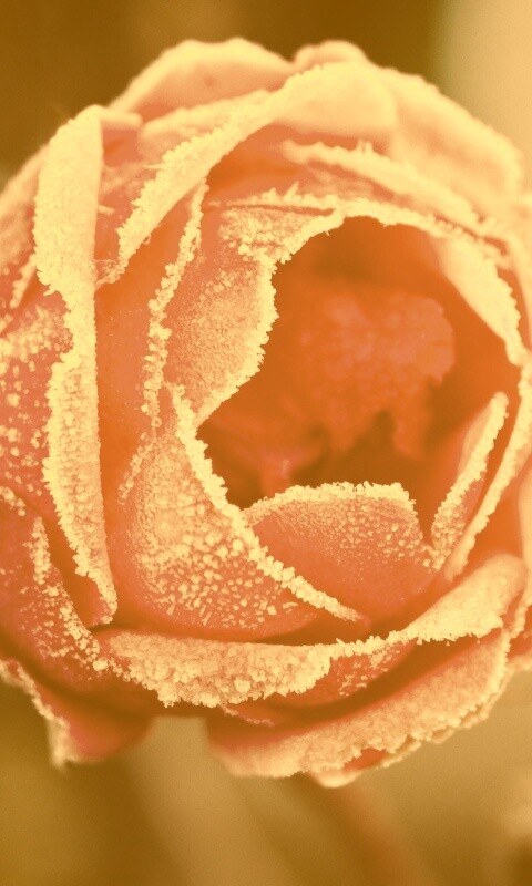 Роза в иние обои