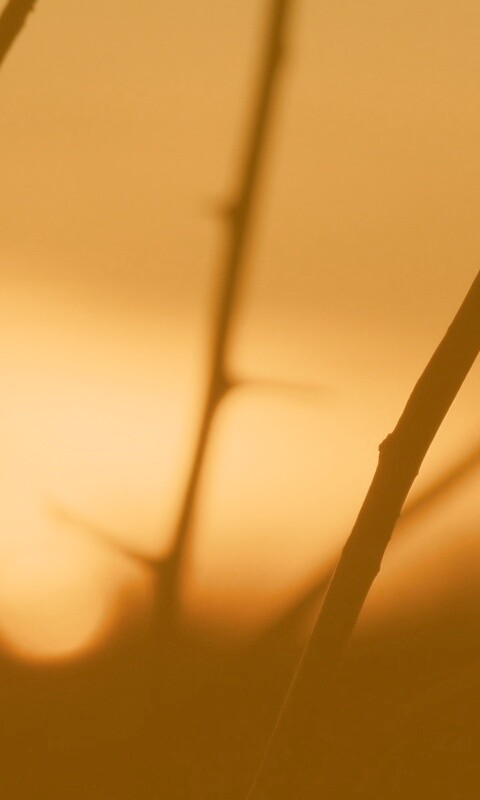 Закат солнца в поле обои