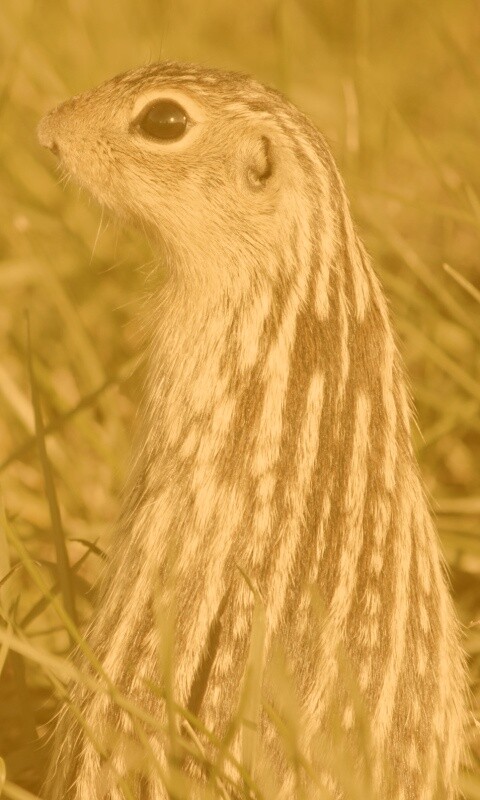 Сурок в стойке обои