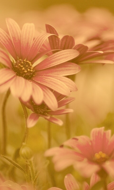 Яркие фиолетовые цветы обои