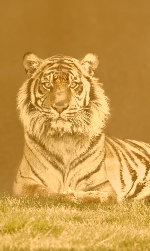 Величественный тигр обои