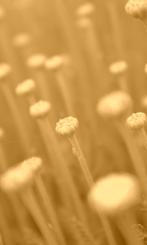 Молодые стебли обои