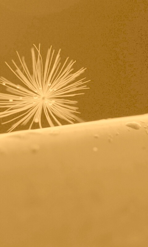 Прилипшая пушинка обои