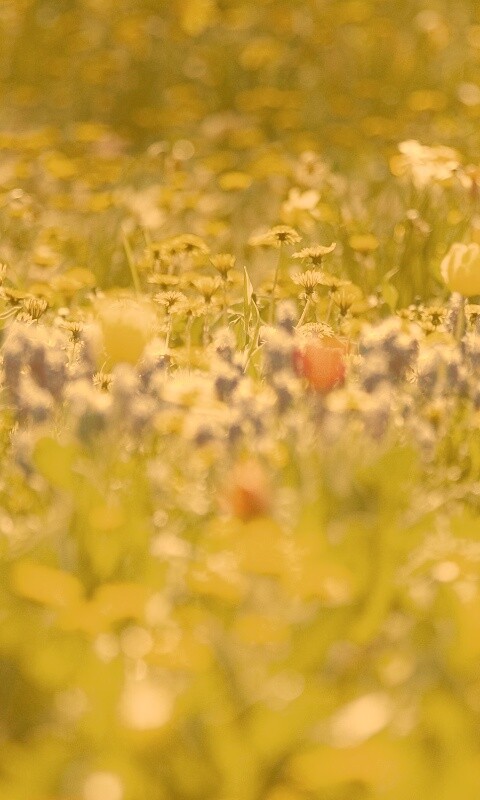 Все краски весны обои