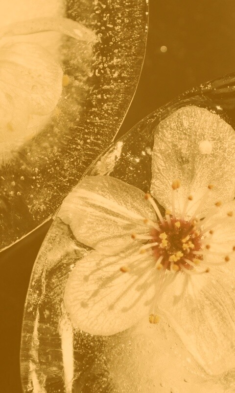 Цветы вишни во льду обои